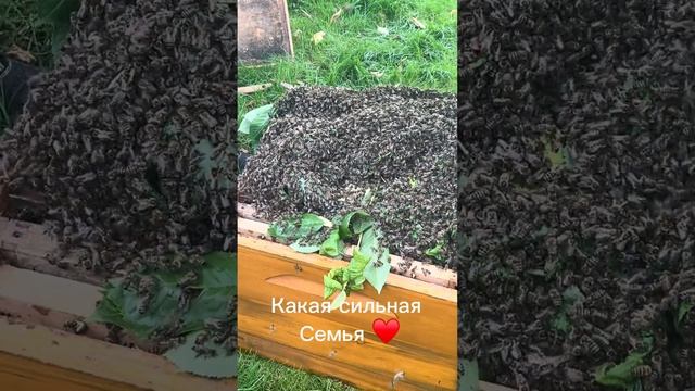 Как снять пчелиный рой с ветки #пчёлы #рой смотреть онлайн