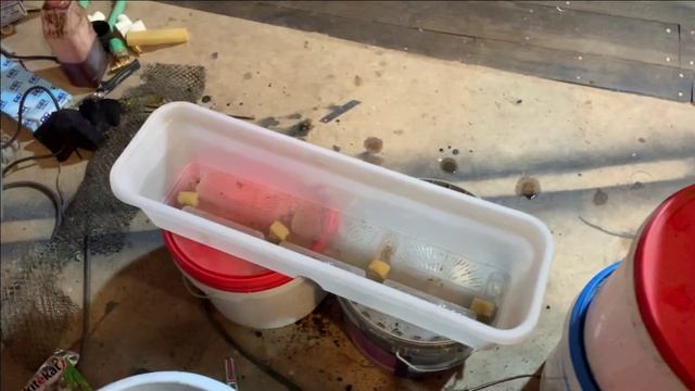 Пруд в гараже.106+360 КАРПОВ КОИ теперь вместе.И много...много...лотоса смотреть онлайн