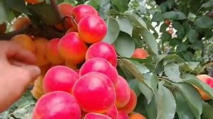 Новинка! Абрикос Арісто! Apricot Aristо. Ну дуже красивий сорт.