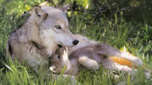 Лучшие родители среди животных: как мамы дикой природы защищают детенышей? | Все как у людей