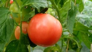 Эти Помидоры плодоносят ведрами! ЛУЧШИЕ Очень Урожайные Розовые Низкорослые Томаты для Огорода