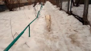 Первые шаги вперёд