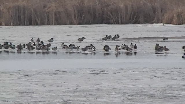 Утки. Март. смотреть онлайн