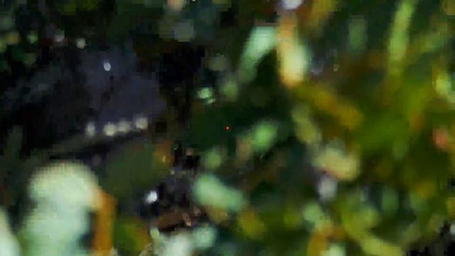 KEKLİK AVI-Caza De Perdices-Partridge Hunt-2021-1 CYPRUS смотреть онлайн