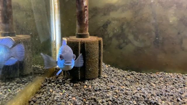 Electric Blue Acara | A Cichlid Care Guide смотреть онлайн