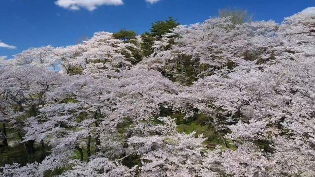 【4K】長沼城址 さくら空撮 by DJI Mavic Pro. смотреть онлайн