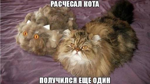 ПРИКОЛЫ С ЖИВОТНЫМИ ДО СЛЕЗ / Смешные КОТЫ / Приколы с КОТАМИ смотреть онлайн