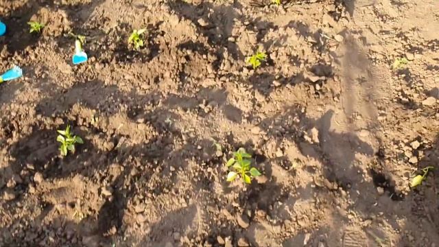 Посадка Помідорів будуть смачні чудові помідори. Як зробити якісну посадку помідорів. смотреть онлайн