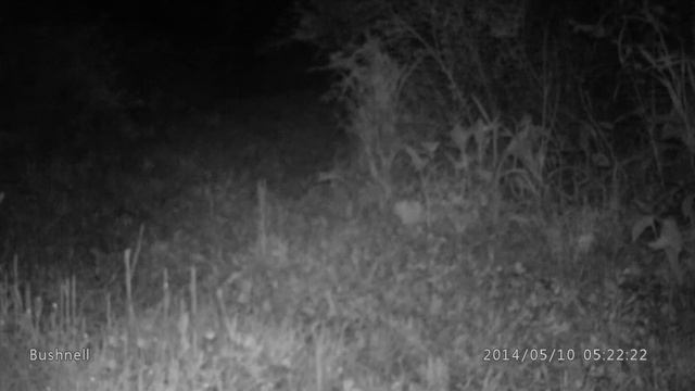 Opossum with baby on her back in slow motion смотреть онлайн