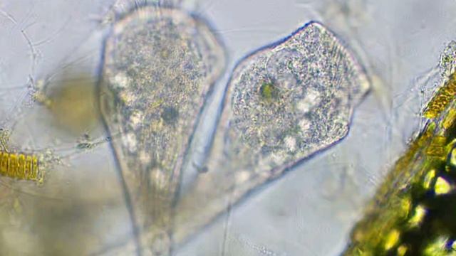 Stentor Ciliates смотреть онлайн