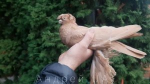 голуби узбекские двухчубые
