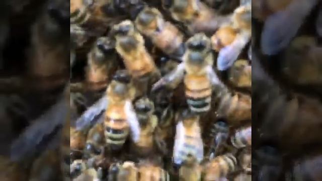 пчелы смотреть онлайн