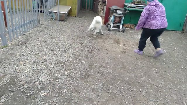 Алабай  Друг семьи играет и дурит с удовольствием