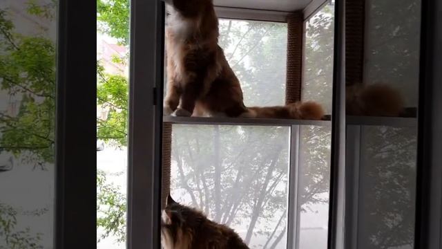 Балкон для кошек. смотреть онлайн