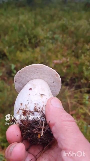БЕЛЫЕ ГРИБЫ на Литовской границе🔥 #сборгрибов #лес #походвлес #природа смотреть онлайн
