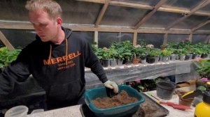 ПЕРЕСАДКА ГОРТЕНЗИИ КРУПНОЛИСТНОЙ