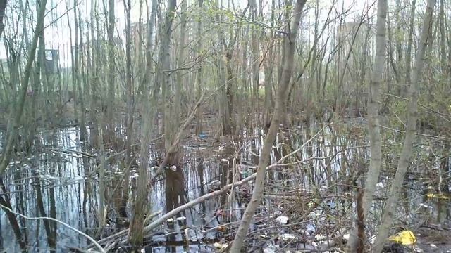 Череповец, утки рядом с "солнечным городом" смотреть онлайн