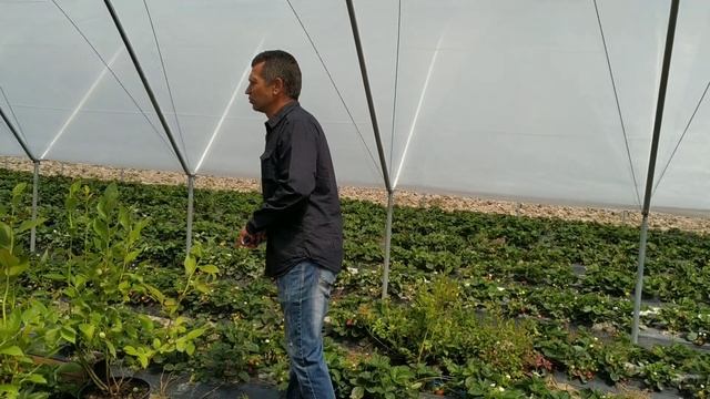 Богдан Лутчин ФГ "БЕРРІ ПРИКАРПАТТЯ" про технологію виробування полуниці в теплицях смотреть онлайн