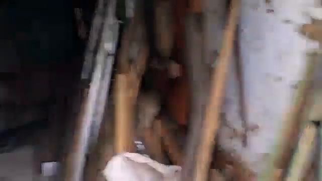 Обновлённый молоток, Слава, Тазик орехов, Дум смотреть онлайн