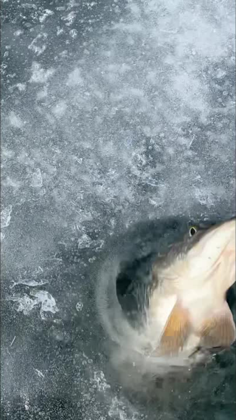 ЩУКА НА ЖИВЦА в МАРТЕ 2025!! #рыбалка #зимняярыбалка #fishing #рыба #щука #жерлицы #ловим #shorts смотреть онлайн