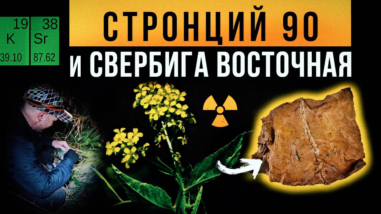 ☢ Стронций 90 и Свербига восточная. смотреть онлайн