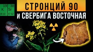 ☢ Стронций 90 и Свербига восточная.