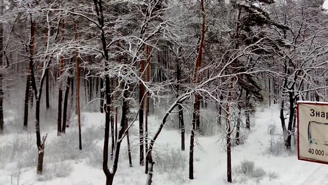 Красивый зимний лес на Украине смотреть онлайн