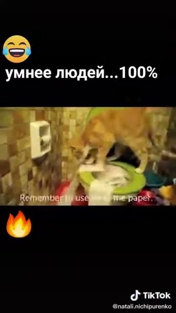 Кот на унитазе смотреть онлайн