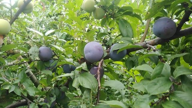 Слива Блу Кармен. 27.07.2023. смотреть онлайн