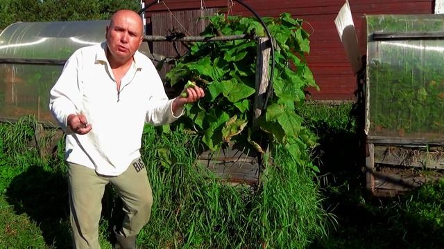 Вам теперь не нужен парник и бочки,это чудо завалит Вас огурцами