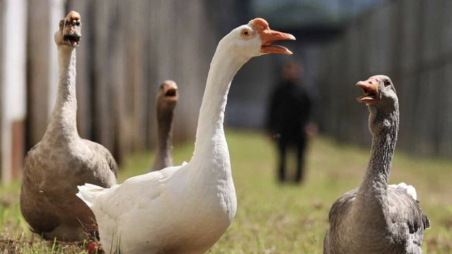 Как гуси охраняют тюрьмы в Бразилии смотреть онлайн