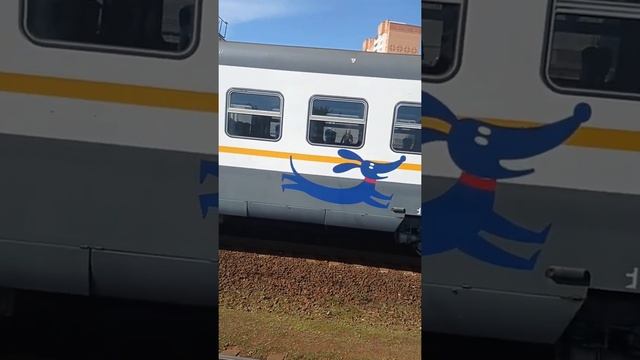 Электропоезд ЭД4М-0500"РЭКС-ЦППК" с сообщением Крутое-Москва(Курский Вокзал). смотреть онлайн