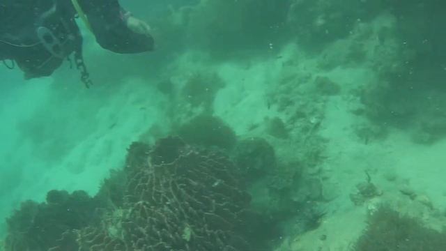 Diving in Pattaya, Thailand смотреть онлайн