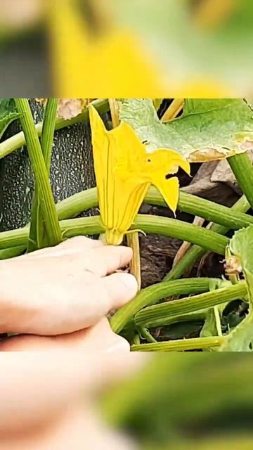 На этих цветах можно стать миллионером! Цветы цукини в теплице! смотреть онлайн