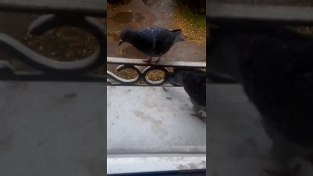 Злой голубь (смотреть всем ) смотреть онлайн