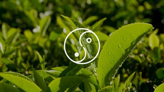 Tao Te Ching 24 смотреть онлайн