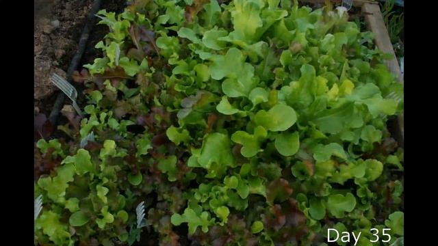 Growing Lettuce Salad Leaves from Seed Timelapse - (with repeat harvesting) смотреть онлайн