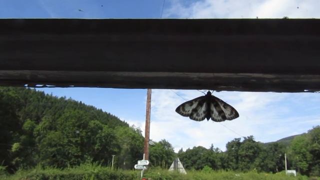 Window Moth смотреть онлайн