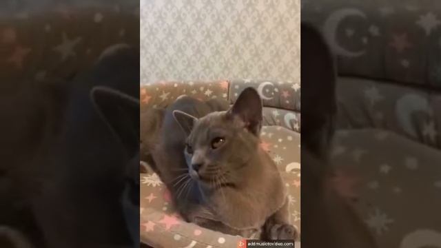 Арфей смотреть онлайн