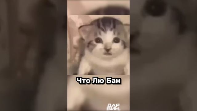 Догонялки с императором смотреть онлайн