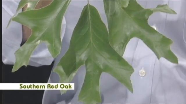 Nature Notes Southern Red Oak Leaf and Gall on White Oak Leaf смотреть онлайн