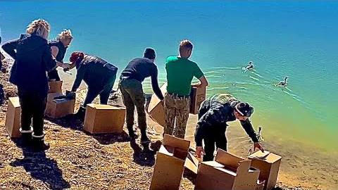 УРА! Олег Зубков с волонтерами снова ВЫПУСКАЮТ СПАСЕННЫХ ПТИЦ смотреть онлайн