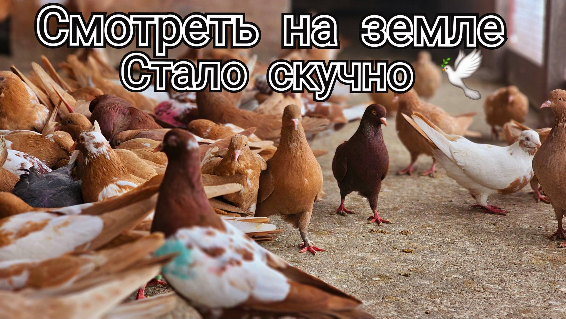 Голубей пора смотреть в небе смотреть онлайн