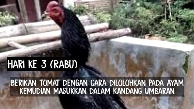 Cara merawat ayam bangkok sebelum turun laga || rahasia dan triknya terbaru смотреть онлайн
