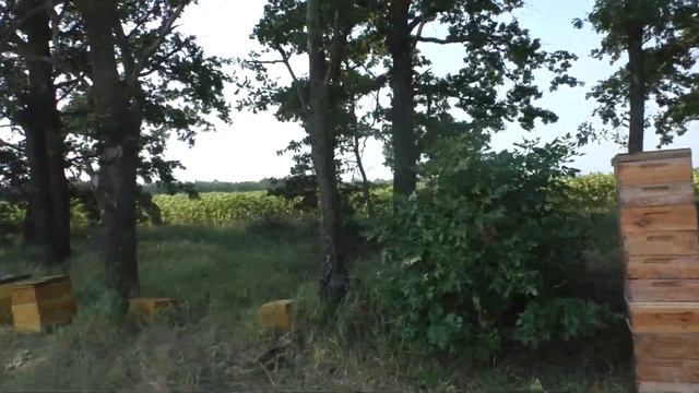 Пасека 06.08.18 смотреть онлайн