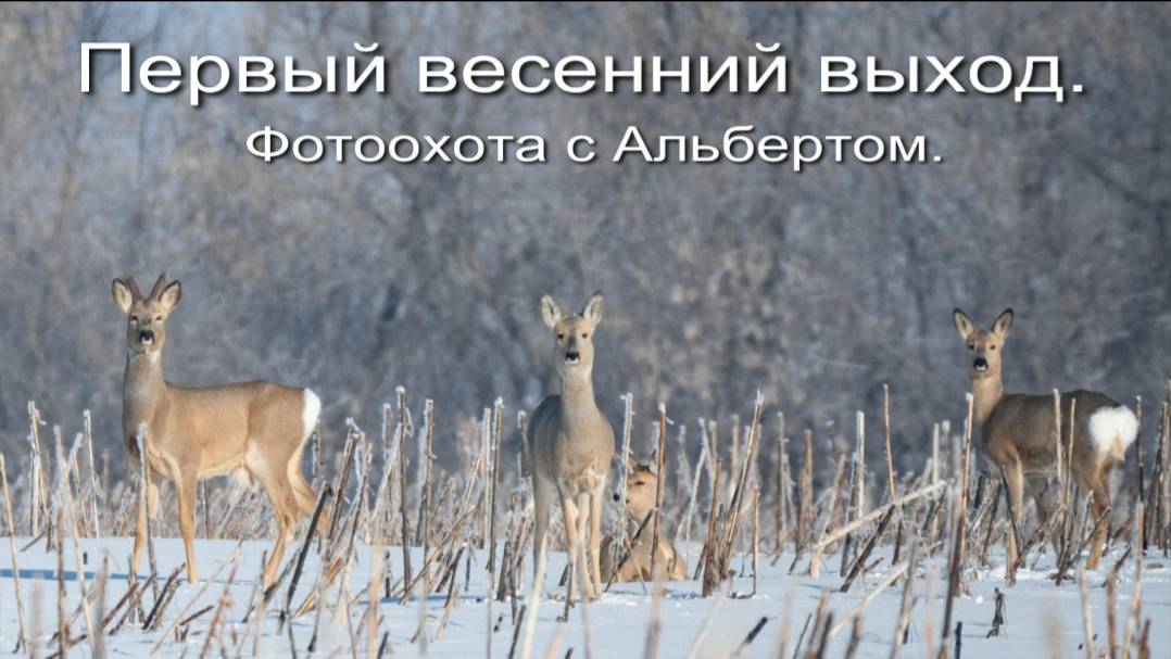 Фотоохота с Альбертом. Первый весенний выход.