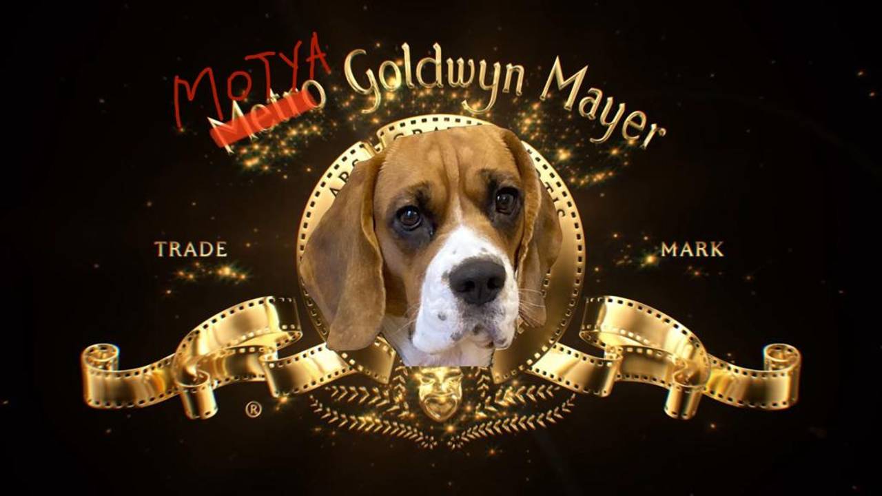 100 Биглей В Одном Месте. Бигле - Встреча 100 Beagles In One Place. Beagle - Meeting смотреть онлайн