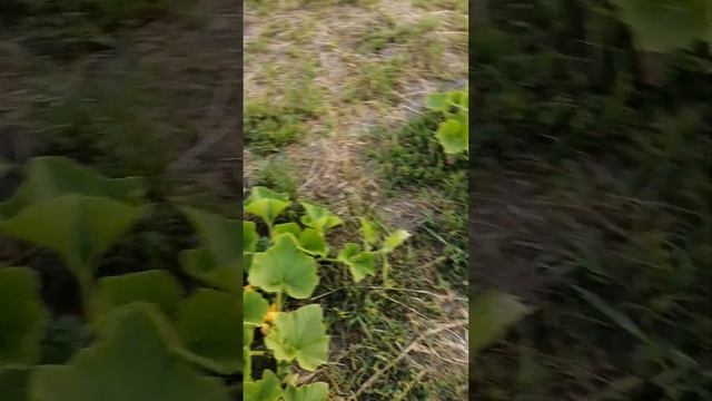 Тыква, кабачки и патиссоны. смотреть онлайн