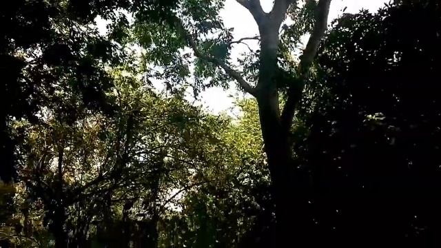 Limpiando terreno de 210 m2. Con machete, 2019. смотреть онлайн