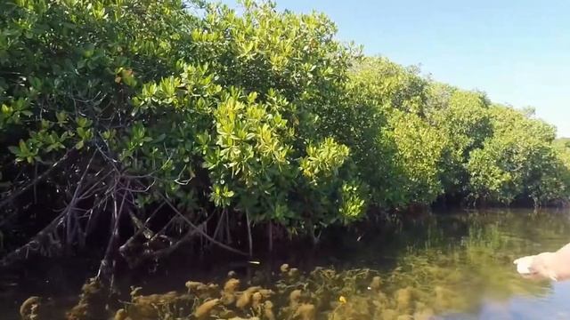 Kayaking in the Mangroves around Grand Harbour, Cayman Islands смотреть онлайн